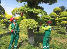 在线报考绿化工