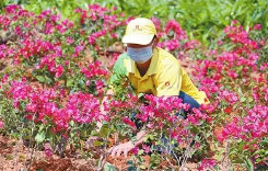 绿化工在哪里考取